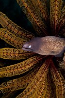 Framed White-eye moray eel and coral