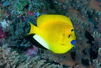 Framed Angelfish swims in coral reef