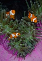 Framed Clownfish swim among anemone tentacles, Raja Ampat, Indonesia