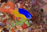 Framed Damselfish and coral reef