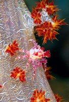 Framed Decorator crab, marine life