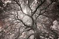 Framed Ethereal Tree