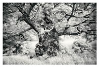 Framed Portrait of a Tree, Study 1