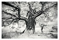 Framed Portrait of a Tree, Study 2