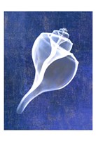 Framed Channelled Whelk (indigo)