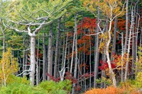 Framed Fall colors of the Fuji-Hakone-Izu National Park, Japan