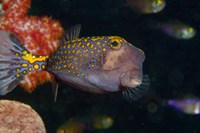 Framed Spotted Boxfish, Banda Sea, Indonesia