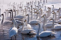 Framed Whooper swans, Hokkaido, Japan