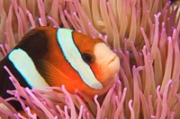 Framed Anemonefish, Scuba Diving, Tukang Besi, Indonesia