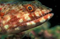 Framed Lizardfish, Indonesia