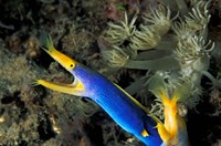 Framed Indonesia, Sulawesi, Blue ribbon eel marine life