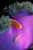 Framed Anemonefish swimming in anemone tent, Indonesia
