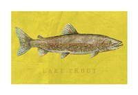 Framed Lake Trout