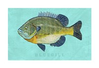 Framed Bluegill