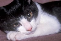 Framed Cat Relaxing on Sofa