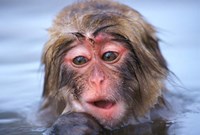 Framed Japan, Nagano, Jigokudani, Snow Monkey in Hot Spring