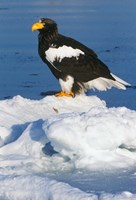 Framed Japan, Hokkaido, Raus, Steller's Sea Eagle