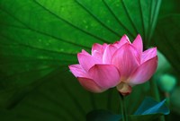 Framed Ohga Lotus, Sankei-en Garden, Yokohama, Japan