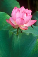 Framed Ohga Lotus, Sankei-en Garden, Yokohama, Japan