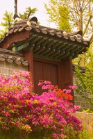 Framed Azaleas, The Deoksugung Palace Complex, Seoul, South Korea