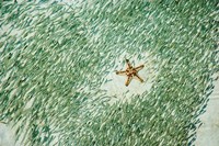 Framed Marine Life, Knobly Sea Star andFish, Sipadan, Malaysia