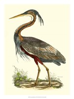 Framed Purple Heron