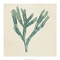 Framed Chromatic Seaweed III