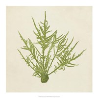 Framed Chromatic Seaweed VII
