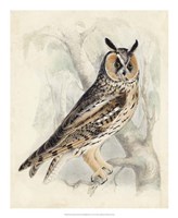 Framed Meyer Long-Eared Owl