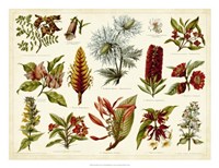 Framed Tropical Botany Chart I