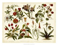 Framed Tropical Botany Chart II
