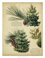 Framed Red Pine & Eastern White Pine