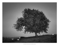 Framed Evening Light I