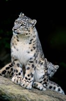 Framed Snow Leopard, Uncia uncia, Panthera uncia, Asia