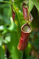 Framed Old World carnivorous pitcher plant hanging from tendril, Penang, Malaysia