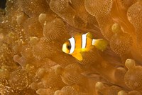 Framed Clark's Anemonefish, Puerto Gallera, Philippines