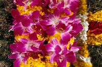 Framed Asia, Singapore. Flowers for sale