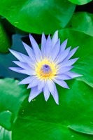 Framed Lily Flower at Wat Chalong temple Phuket, Thailand