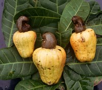 Framed Cashew Nuts, Thailand