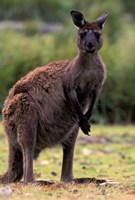 Framed Western Grey Kangaroo in its Brown Phase, Australia