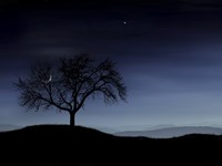 Framed Tree and the Moon