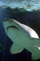 Framed Shark at Manly Aquarium, Sydney, Australia