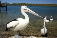 Framed Australian Pelican, Australia
