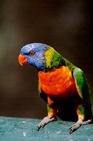 Framed Australia, Queensland, Rainbow lorikeet bird