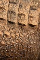 Framed Detail of Crocodile Skin, Australia
