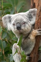 Framed Koala, Australia