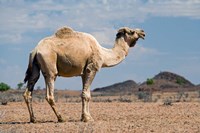 Framed Camel near Stuart Highway, Outback, Northern Territory, Australia