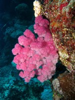 Framed Agincourt Reef, Great Barrier Reef, Queensland, Australia