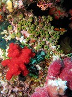 Framed Coral, Agincourt Reef, Great Barrier Reef, North Queensland, Australia