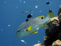 Framed Diagonal-Banded Sweetlips, Great Barrier Reef, Australia